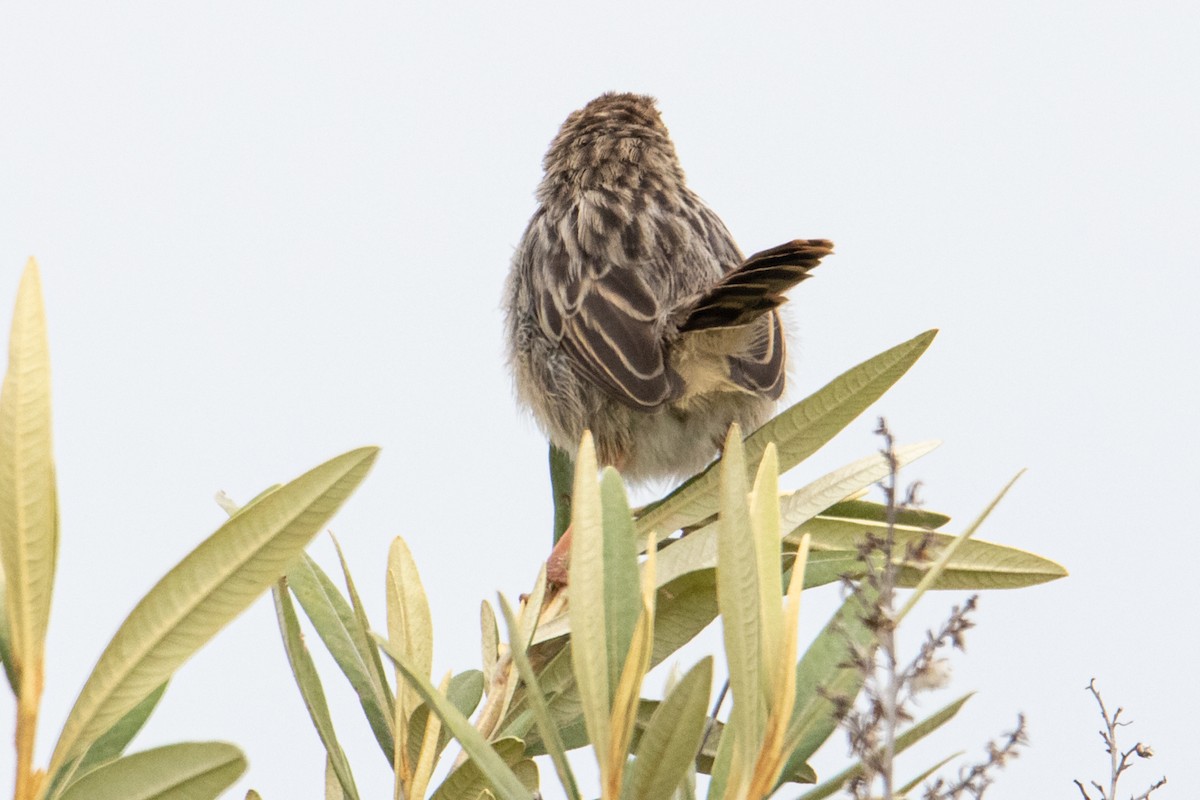 Cistícola Plañidero (distinctus) - ML250585311