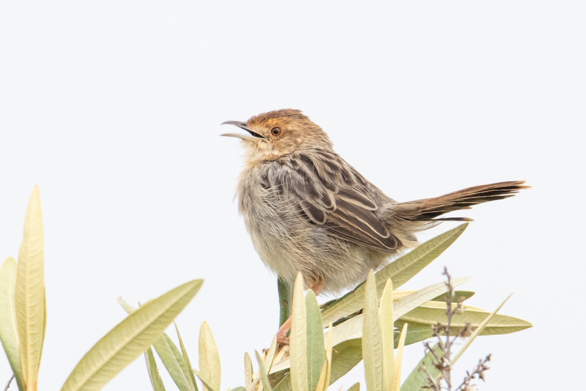 Wailing Cisticola (Lynes's) - ML250585321