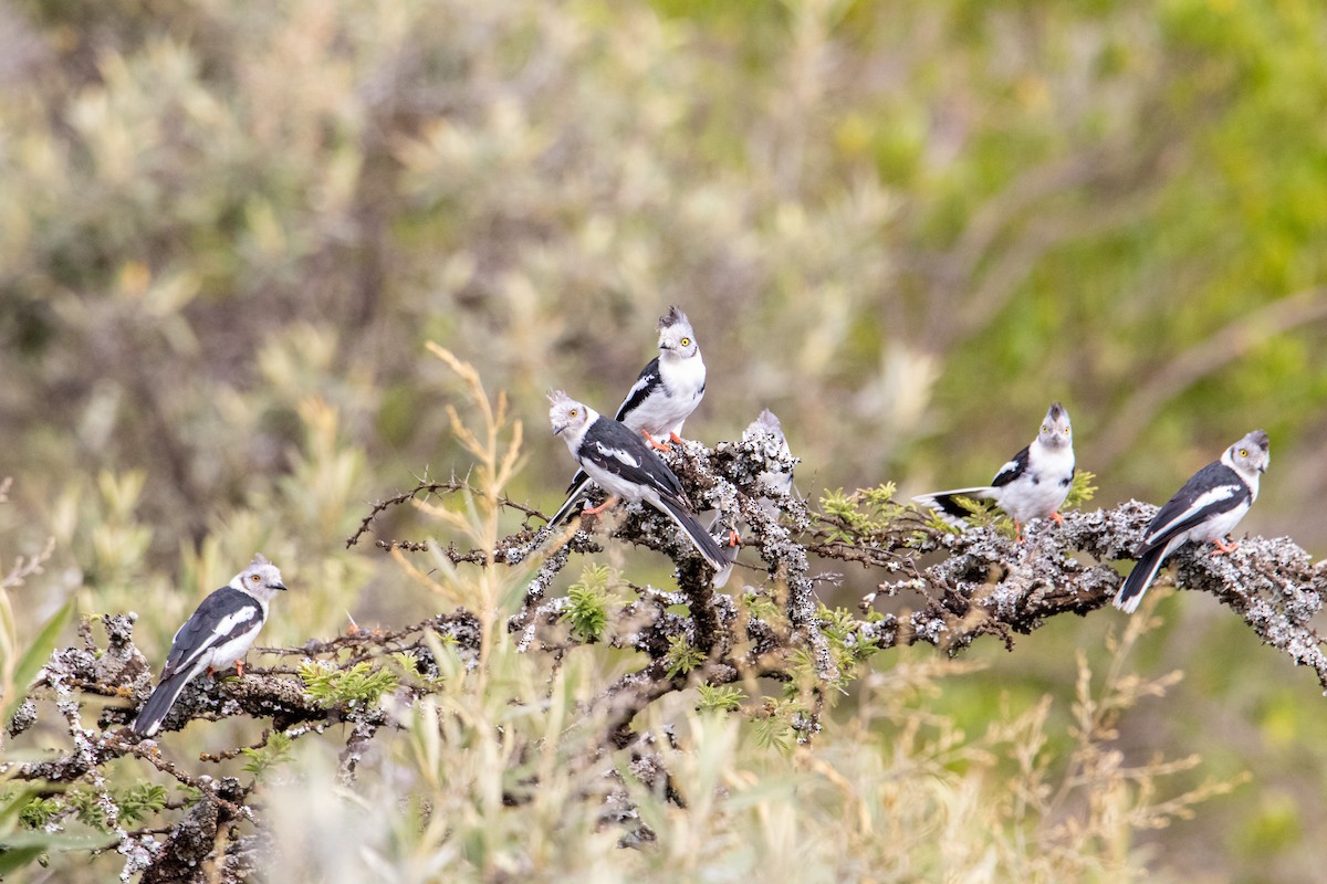 Gray-crested Helmetshrike - ML250585341