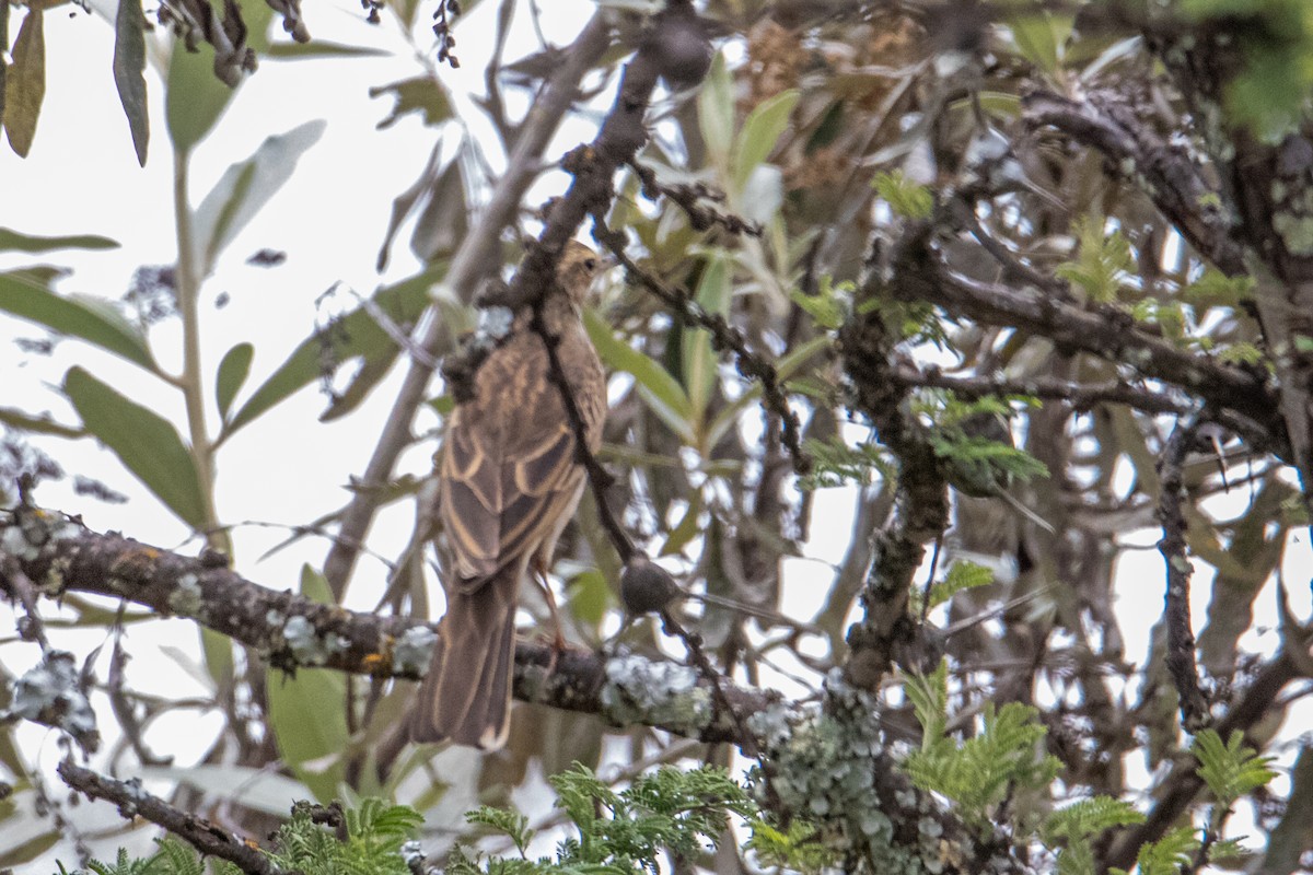 Long-billed Pipit - Peter  Steward