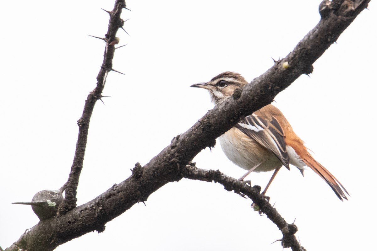 Red-backed Scrub-Robin - ML250585401