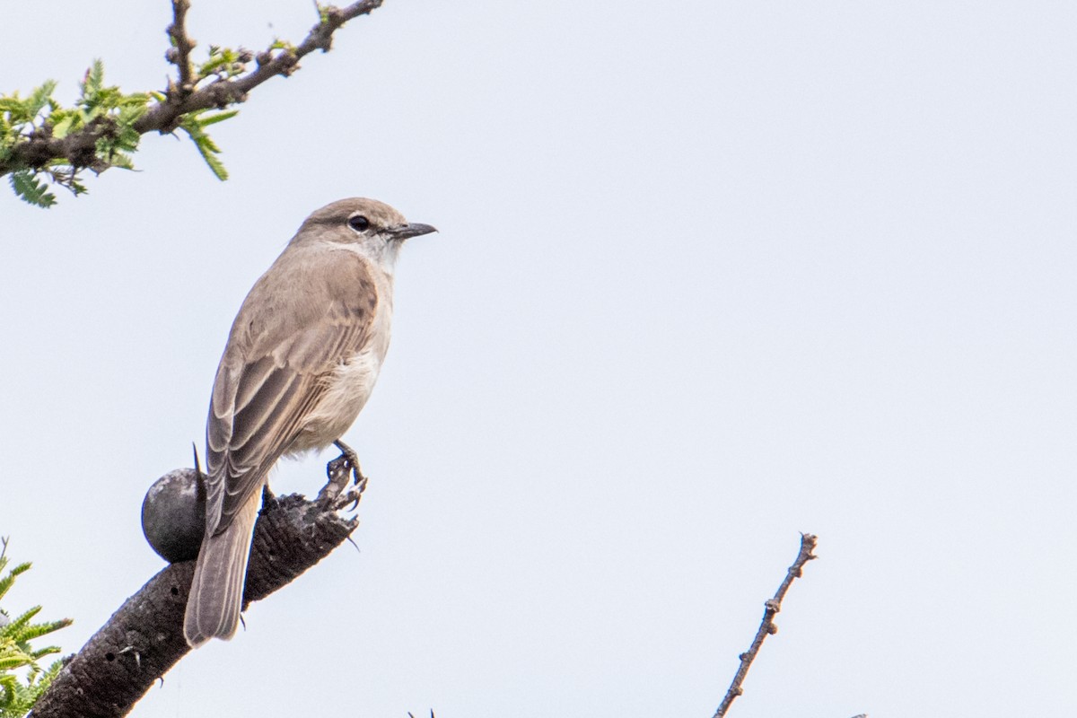 Pale Flycatcher - ML250585461