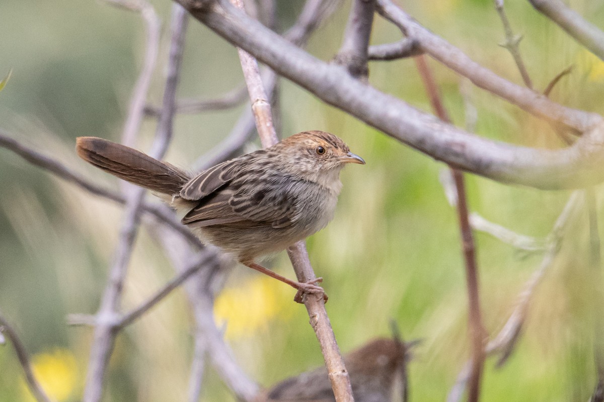 Karaca Sırtlı Yelpazekuyruk (distinctus) - ML250585521