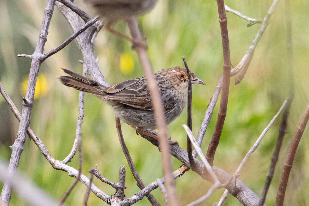 Lynes's Cisticola - Peter  Steward