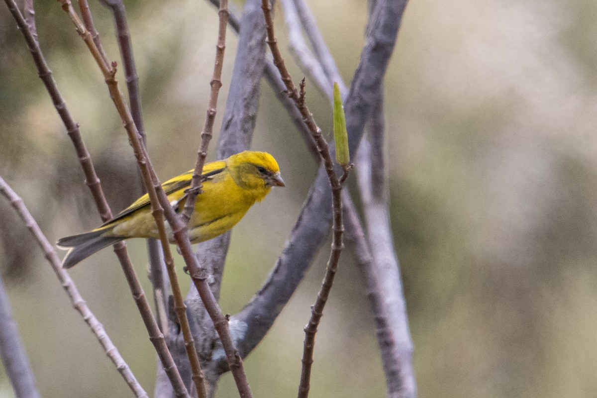 Yellow-crowned Canary - Peter  Steward