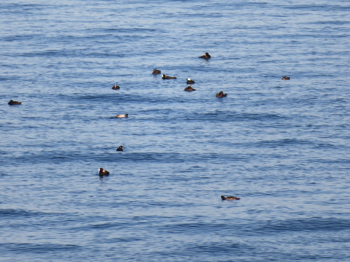 Surf Scoter - ML250586351