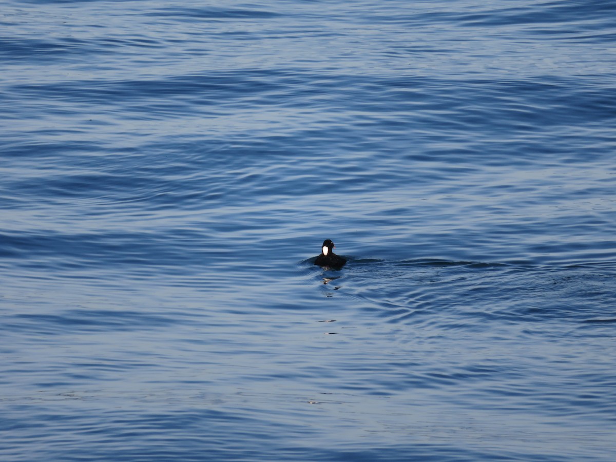 Surf Scoter - carolyn spidle