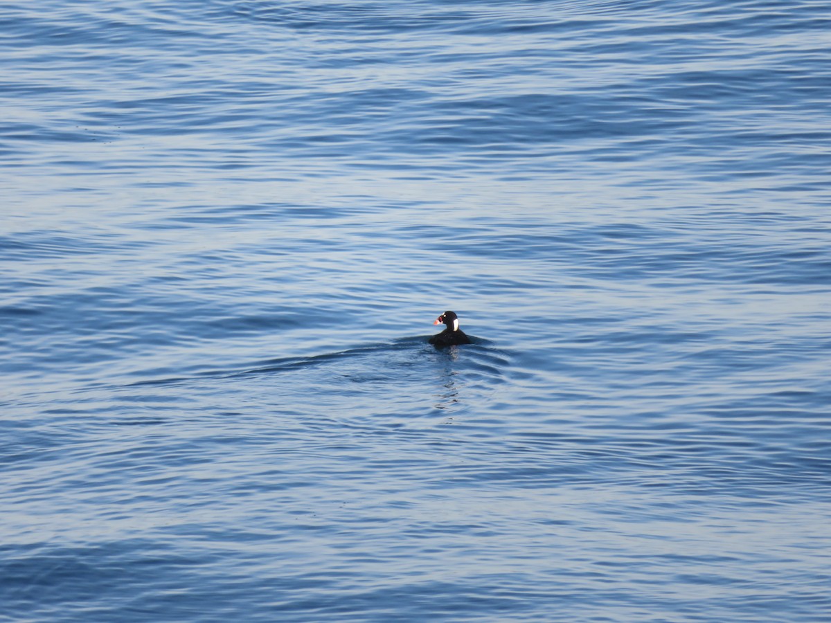 Surf Scoter - ML250586371