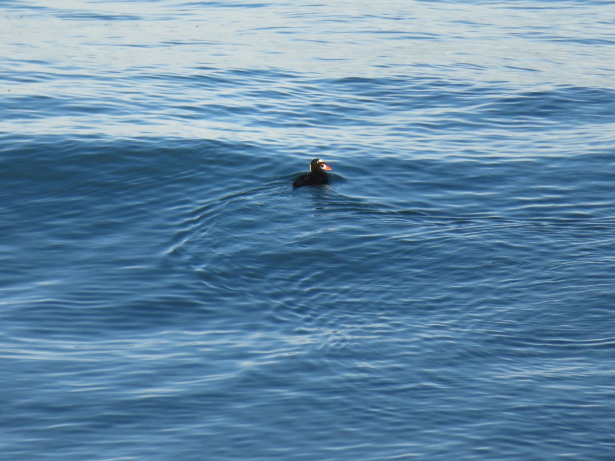 Surf Scoter - ML250586391