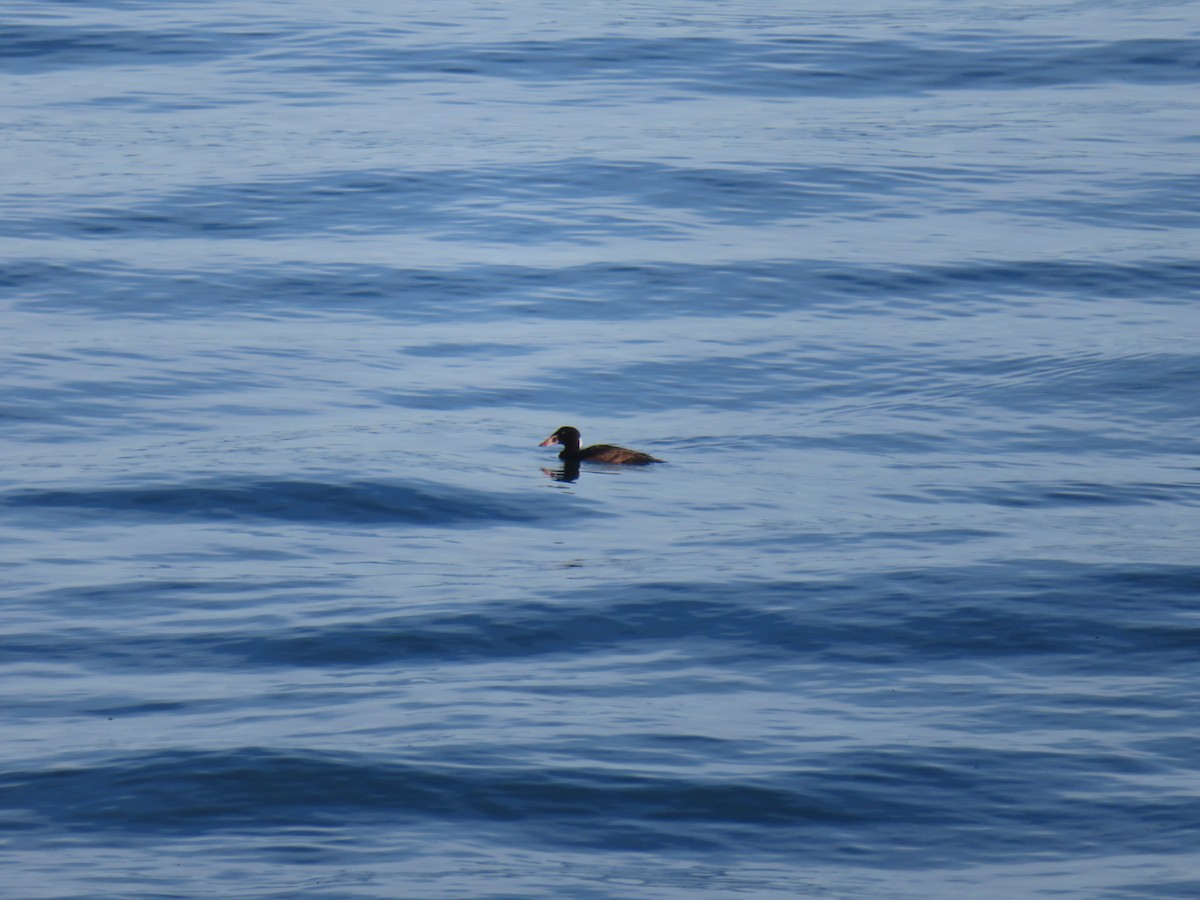 Surf Scoter - ML250586441