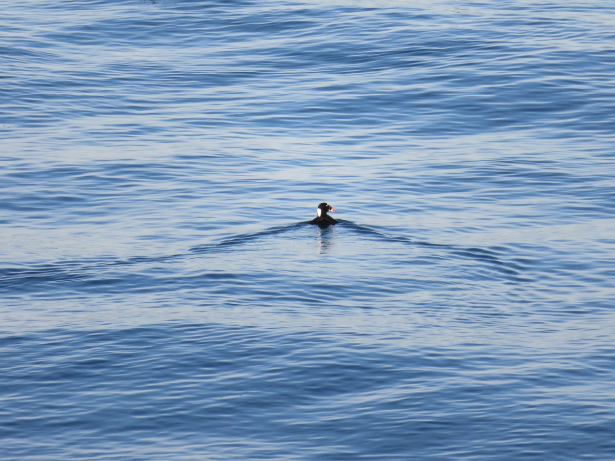 Surf Scoter - ML250586451