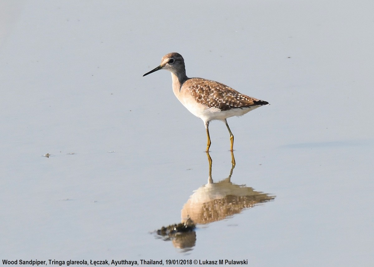 Wood Sandpiper - ML250586921