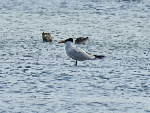 Caspian Tern - ML250588901