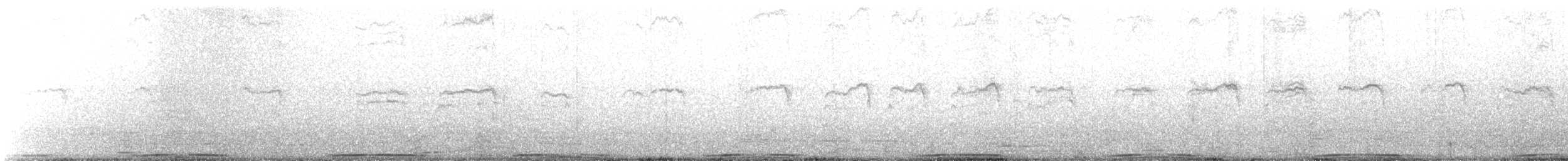 holub skalní (domácí) - ML250590051