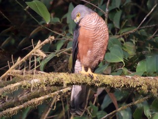 Adult (Red-chested) - African Goshawk (Bioko)