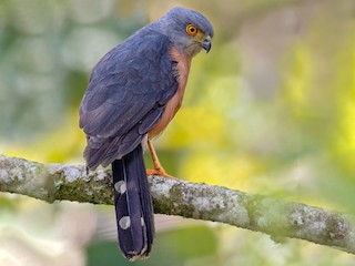 Adult (Red-chested) - African Goshawk (Bioko)