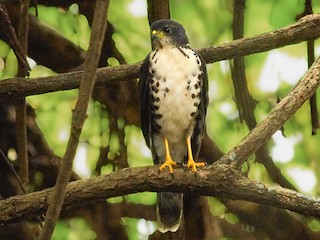 Immature (Red-chested) - African Goshawk