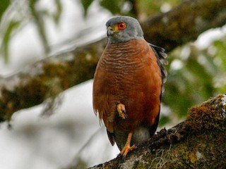 Adult (Red-chested) - African Goshawk (Bioko)