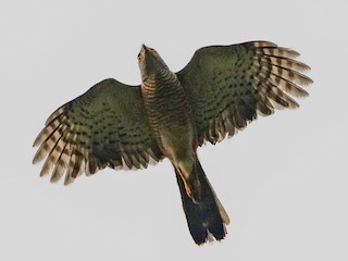 Adult (Red-chested) - African Goshawk