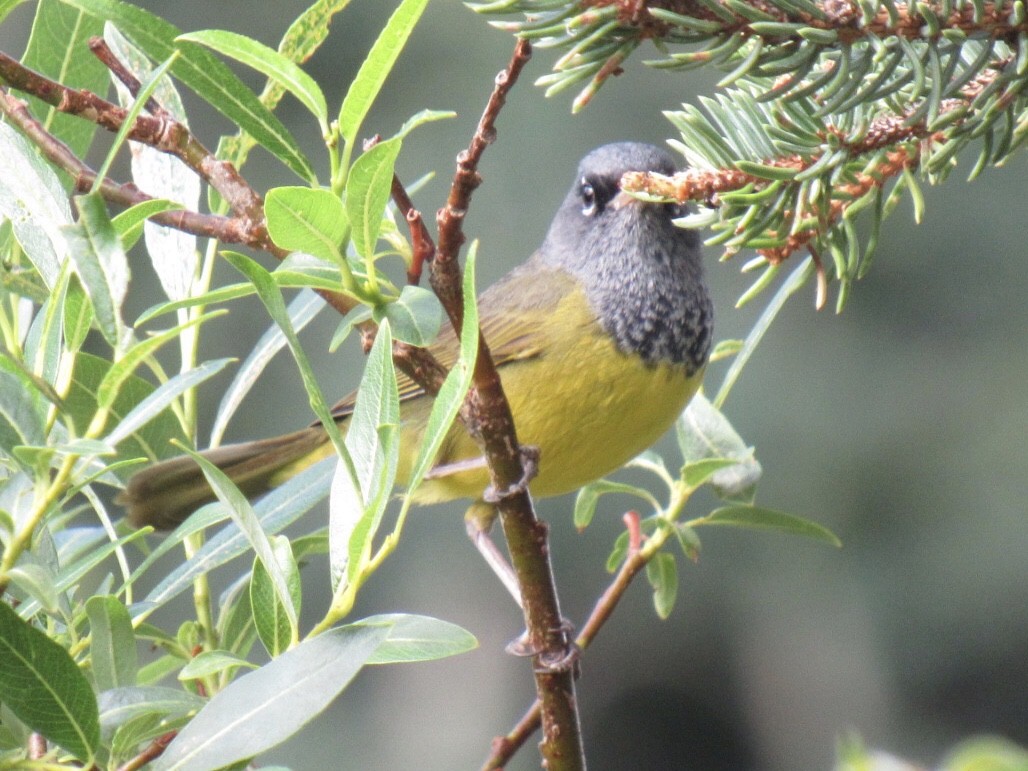 MacGillivray's Warbler - ML250591871
