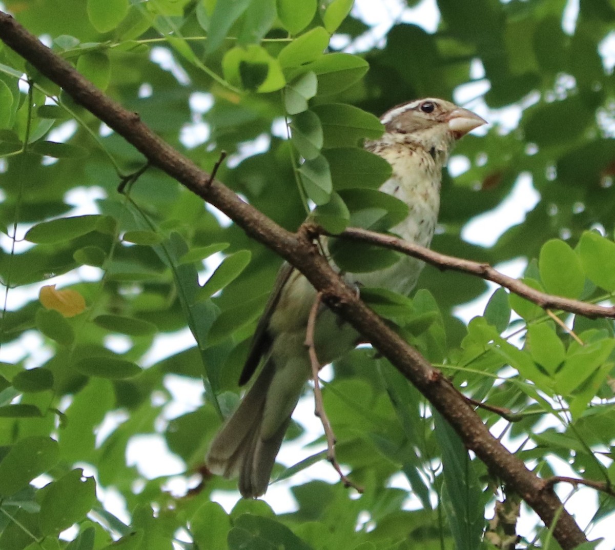 Rose-breasted Grosbeak - ML250592181