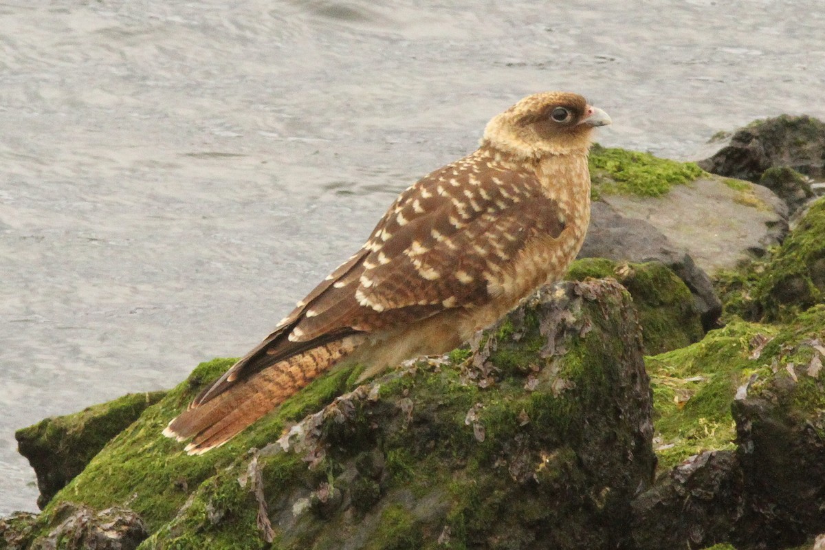 Chimango Caracara - Steve Kelling