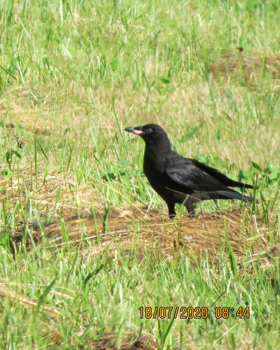 American Crow - ML250594981