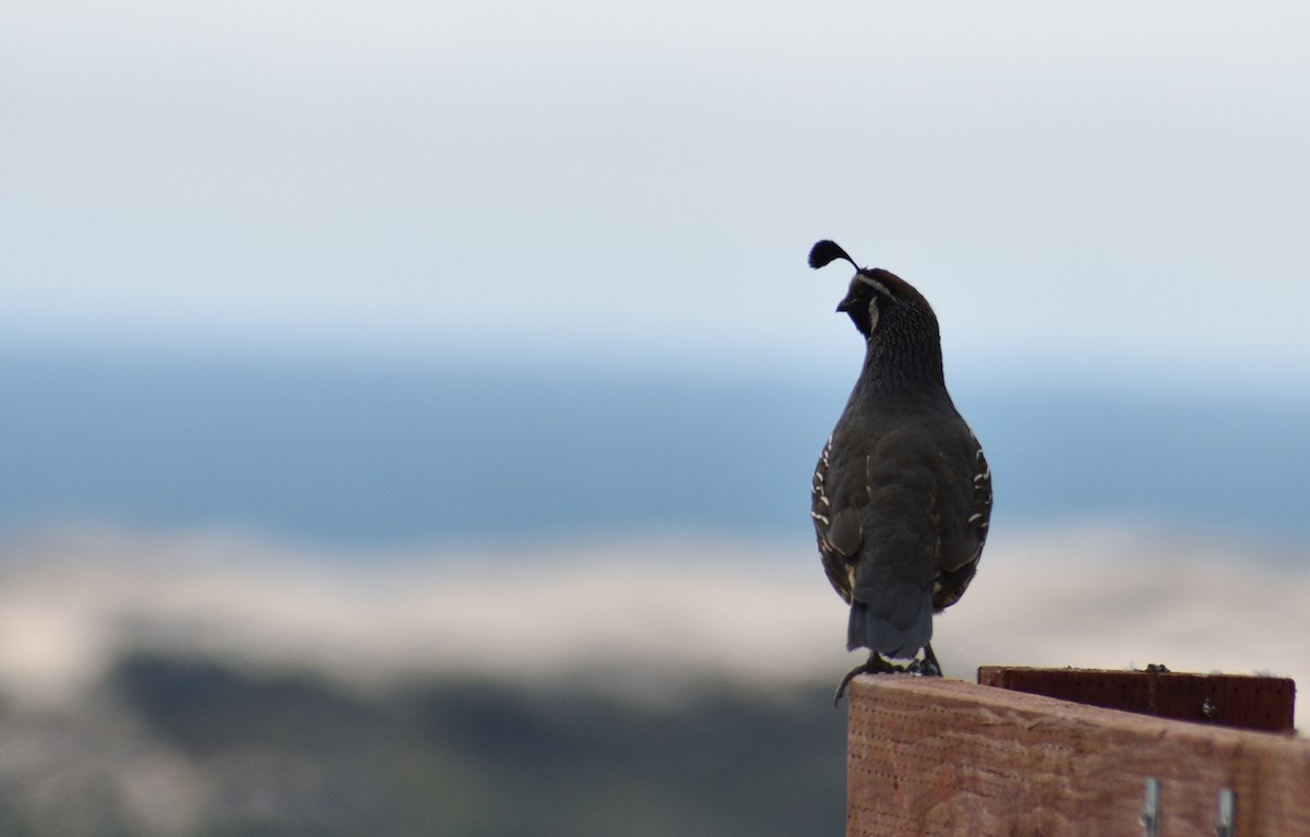 California Quail - ML250596021