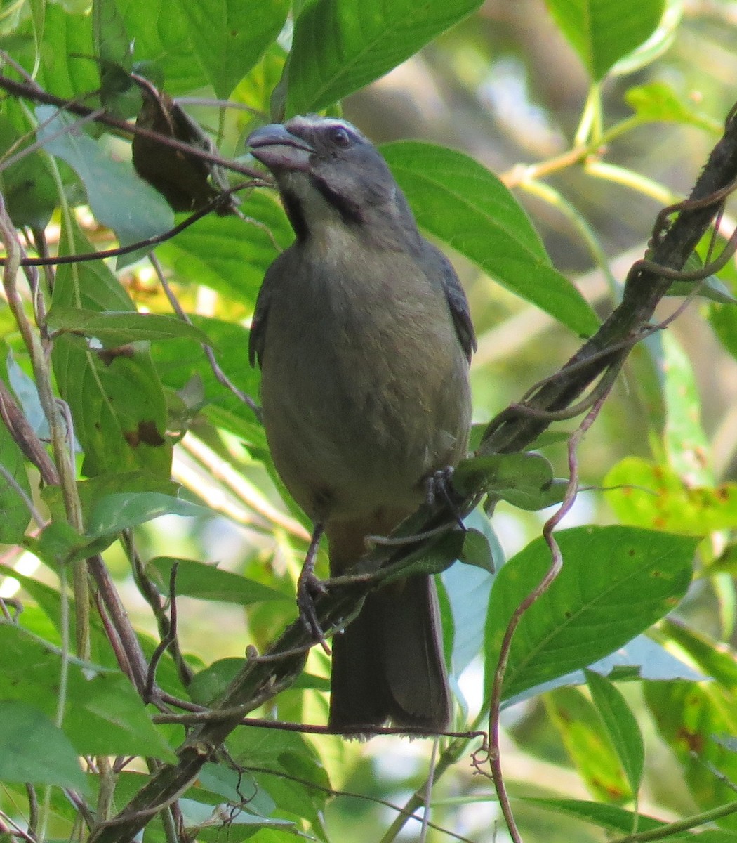 Cinnamon-bellied Saltator - Sandy Gallito