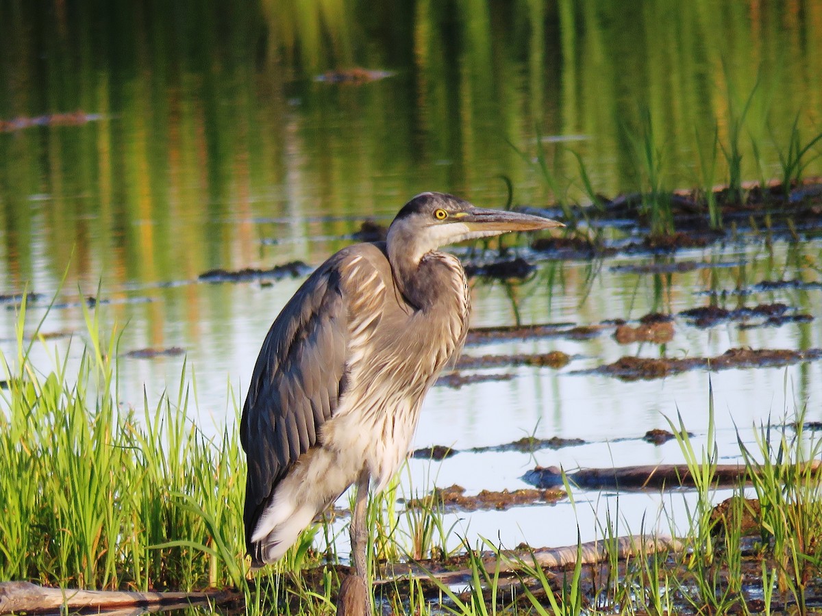 Garza Azulada - ML250597341