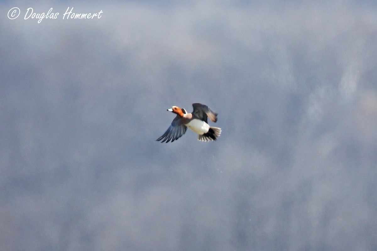 Eurasian Wigeon - Doug Hommert