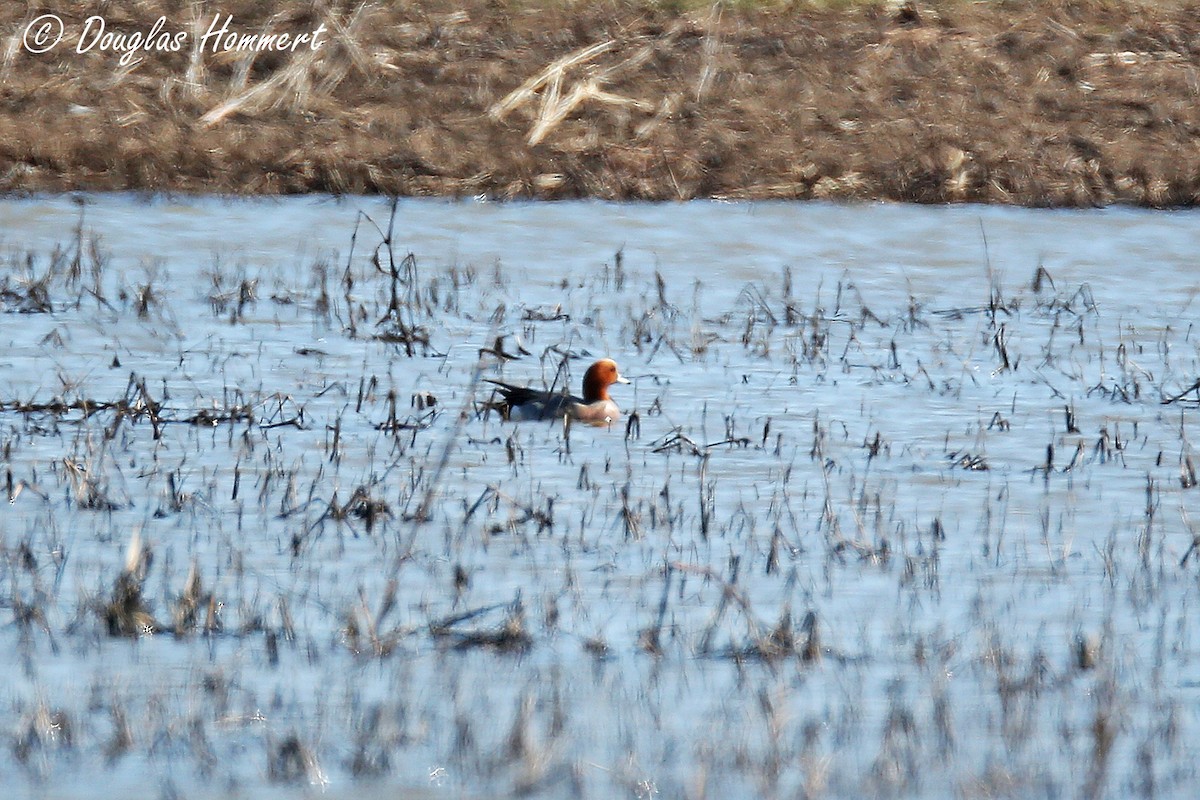 Eurasian Wigeon - Doug Hommert