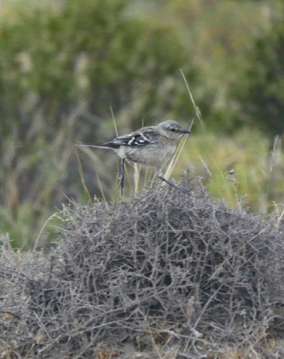 Patagonian Mockingbird - Roger Horn