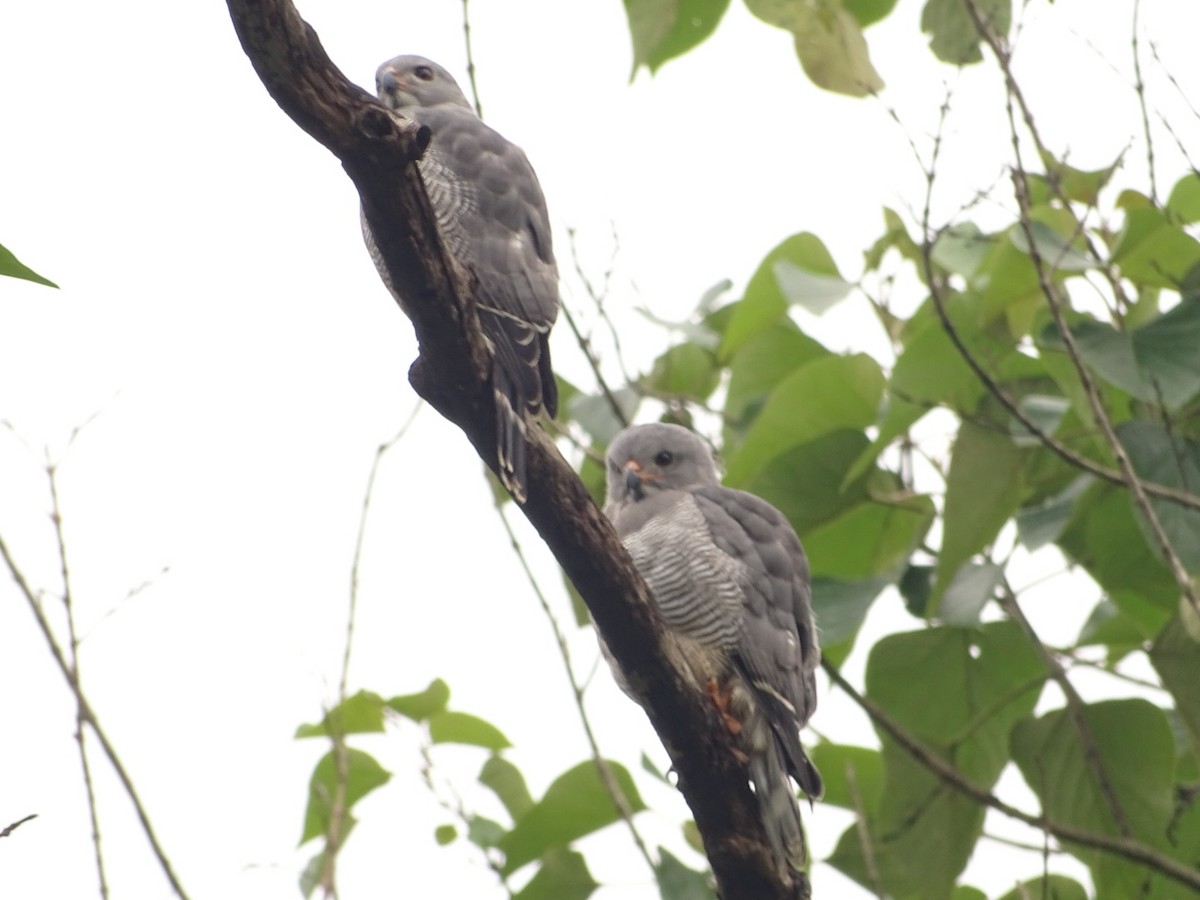 Lizard Buzzard - ML250599171