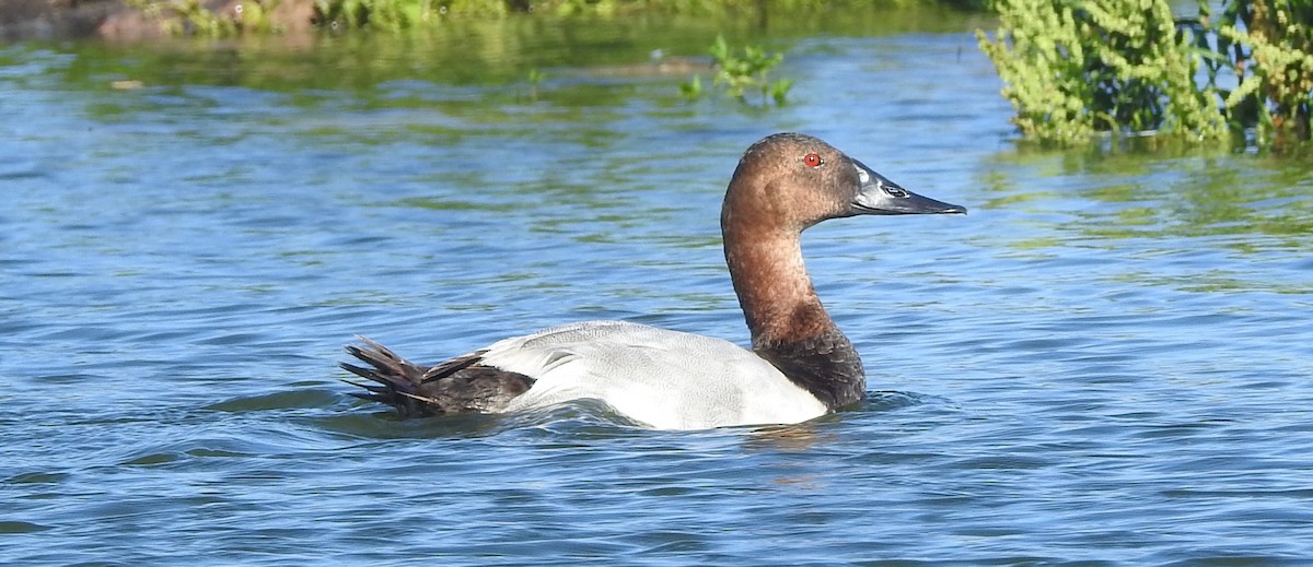 Canvasback - ML250599491