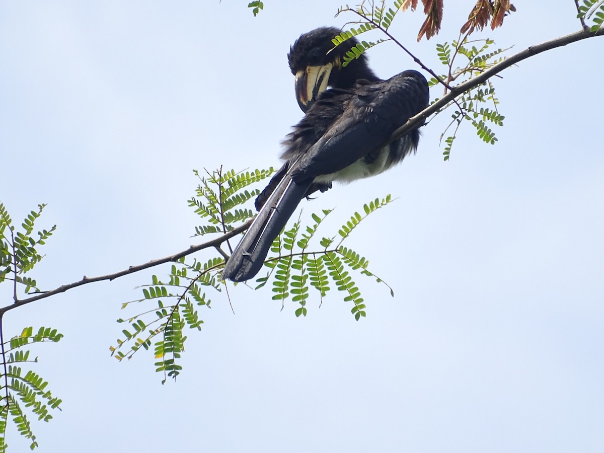West African Pied Hornbill - ML250599751