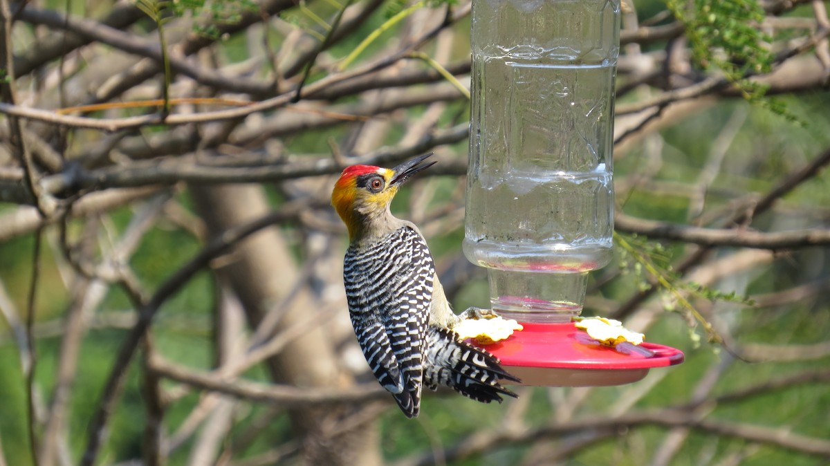 Golden-cheeked Woodpecker - Sandy Gallito