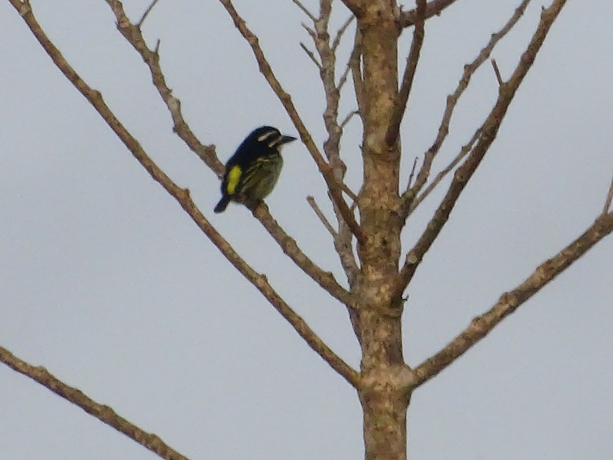 Yellow-rumped Tinkerbird - ML250600021