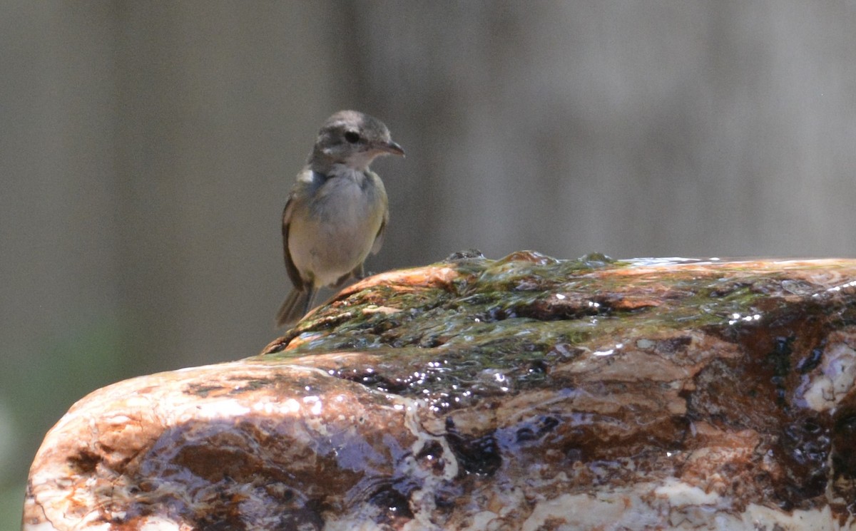 Bell's Vireo - ML250600351