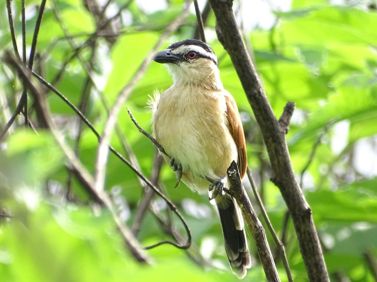 Marsh Tchagra - ML250600451