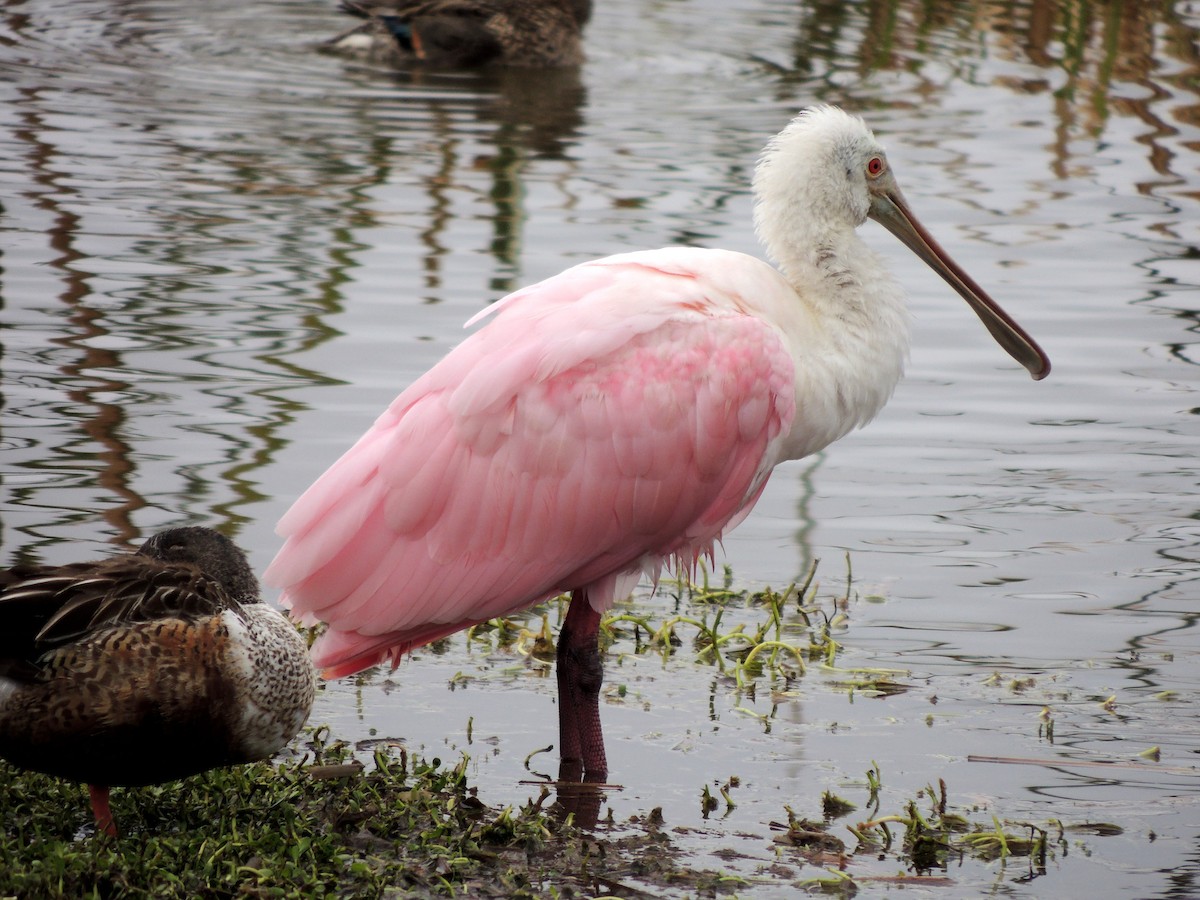 Roseate Spoonbill - Cyndy Simer