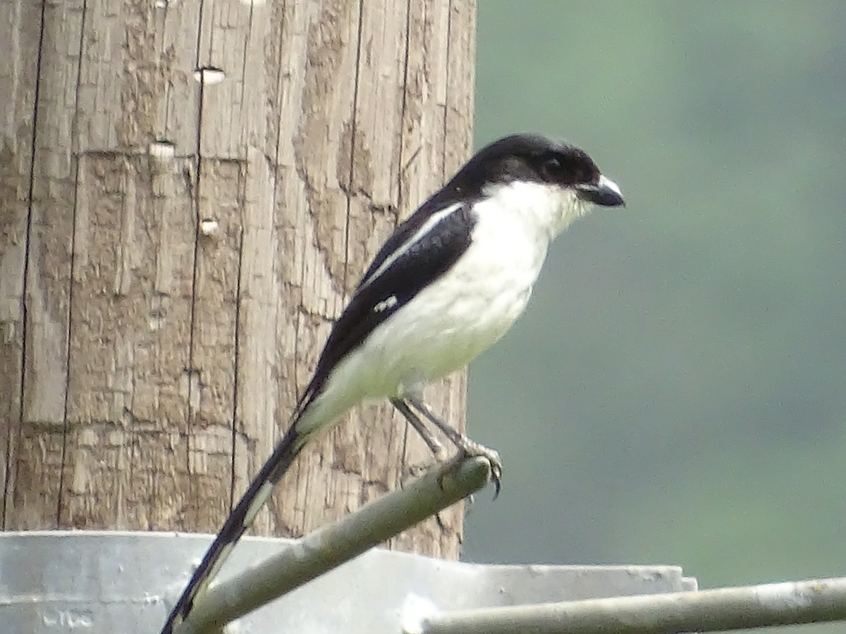 Northern Fiscal - ML250601611