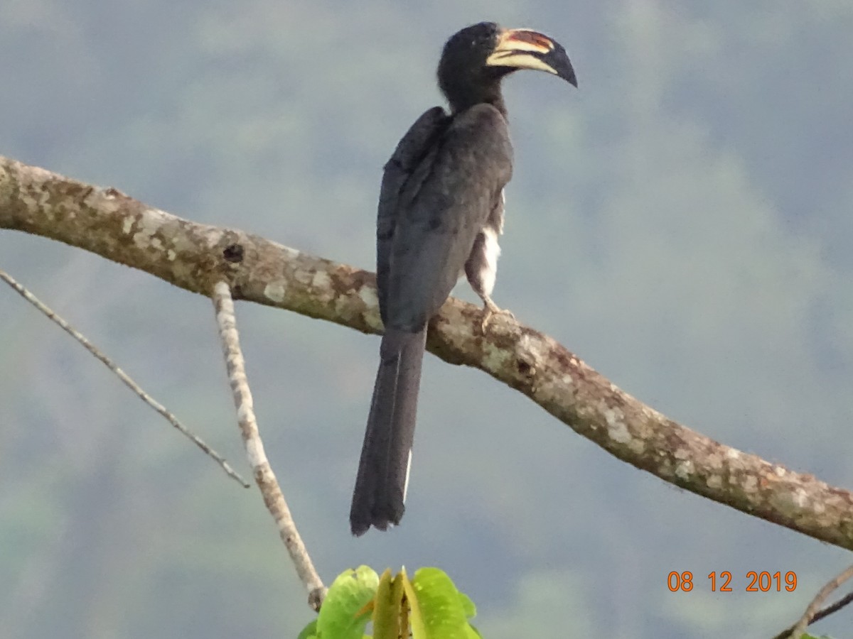 West African Pied Hornbill - ML250603391