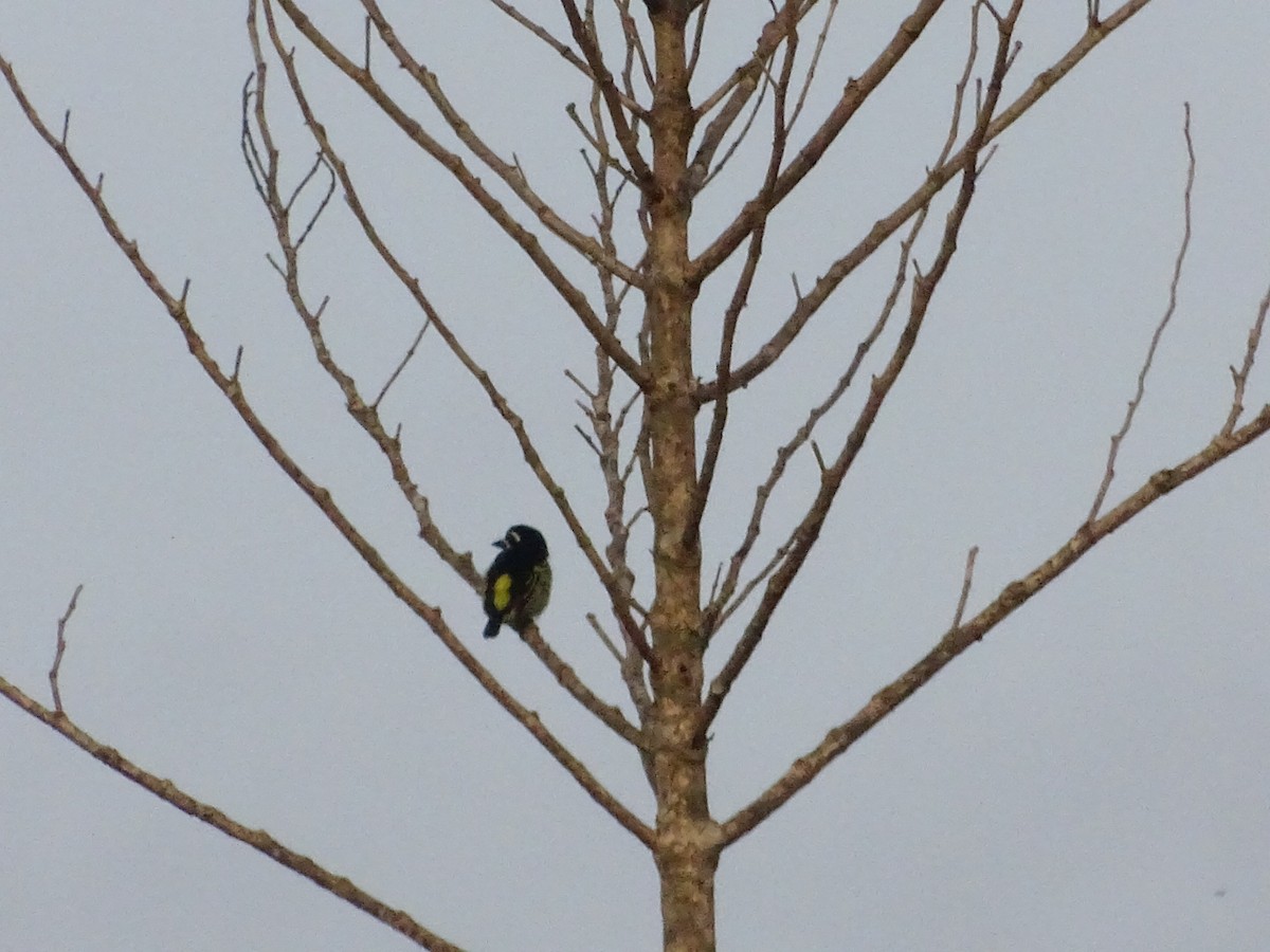Yellow-rumped Tinkerbird - ML250603501