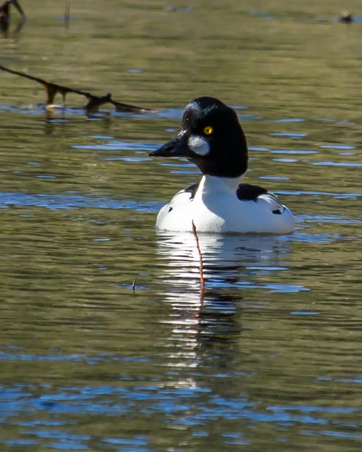 Common Goldeneye - ML25060461