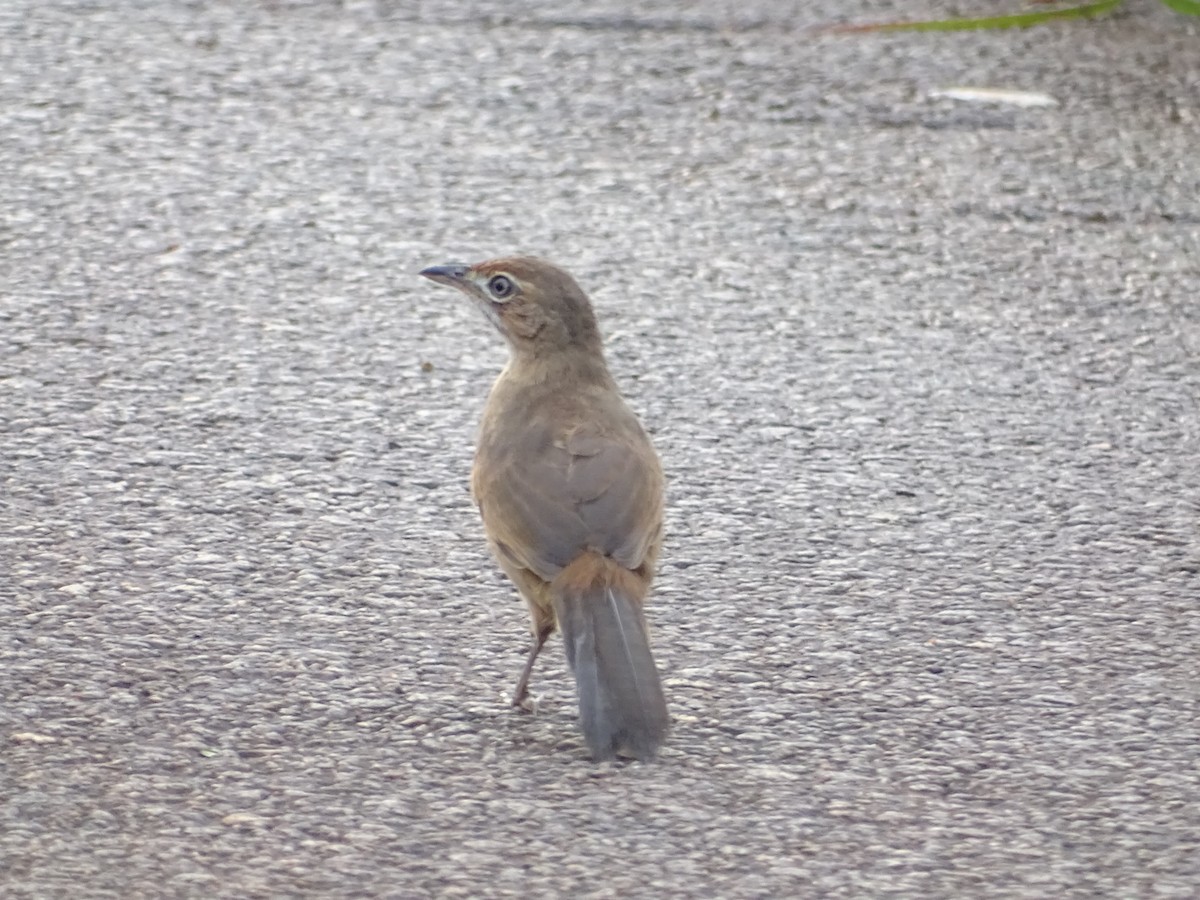 Moustached Grass-Warbler - ML250604701