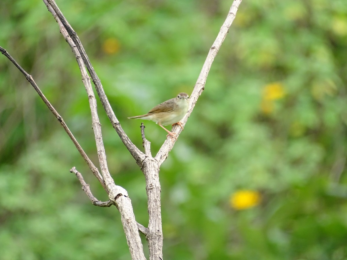 Red-faced Cisticola - ML250605201