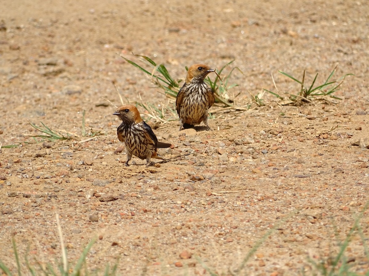 Lesser Striped Swallow - ML250606261