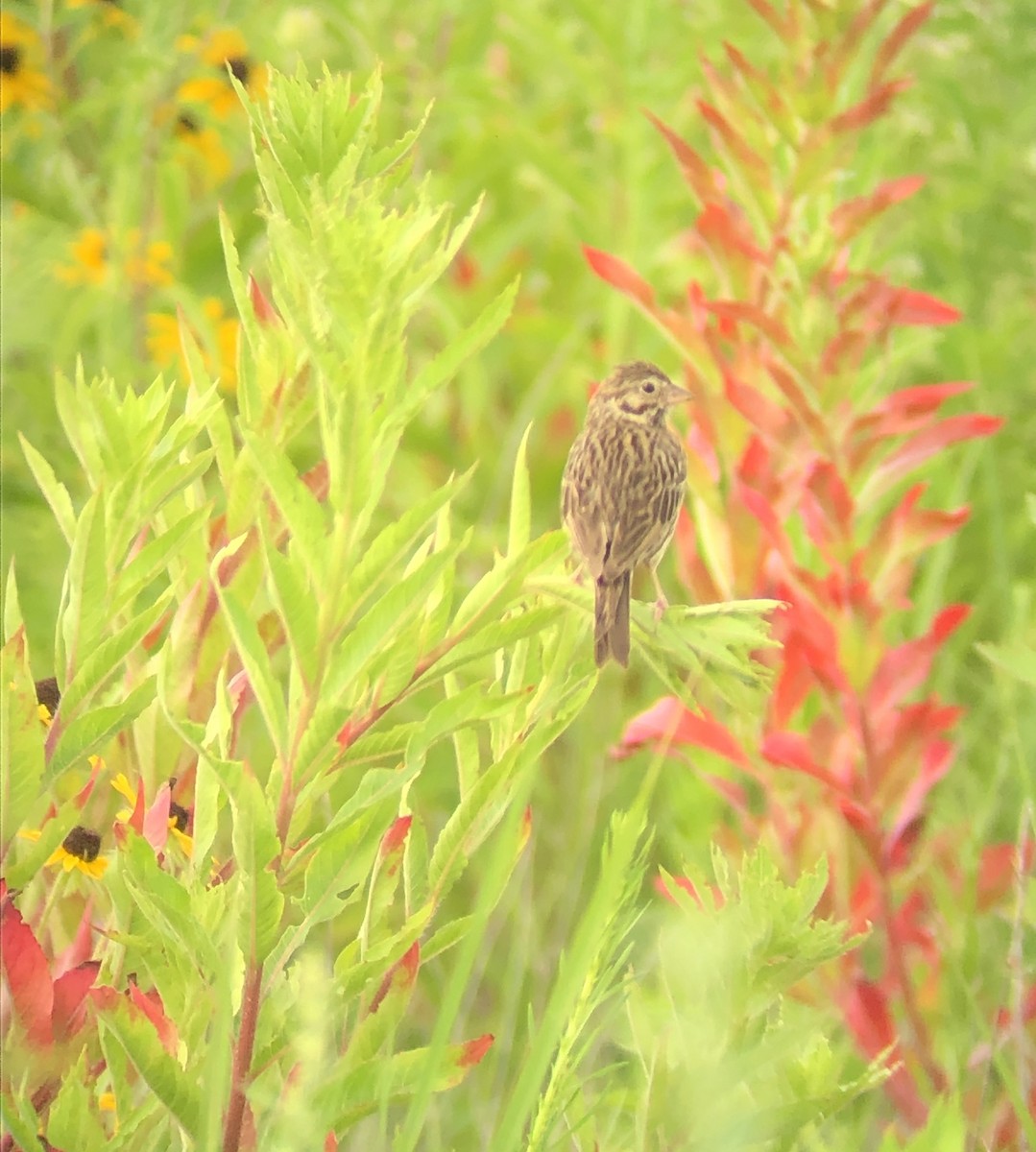 Vesper Sparrow - Nate Koszycki