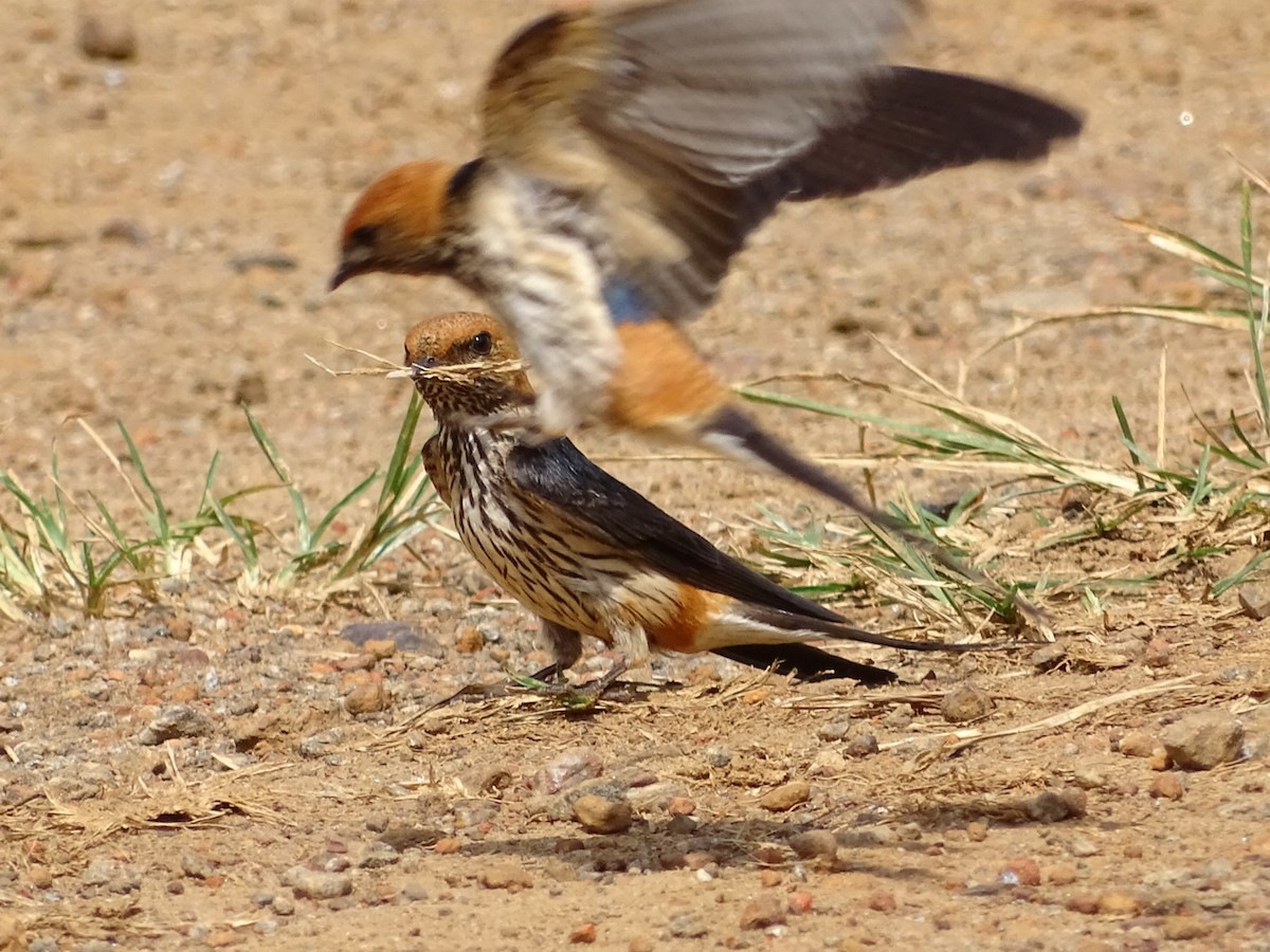 Lesser Striped Swallow - ML250606591